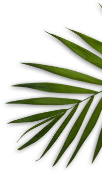 hellodreamcare-sn.com